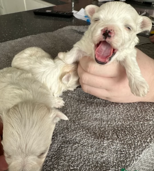 bellissimi maltese per adozione | Foto 3