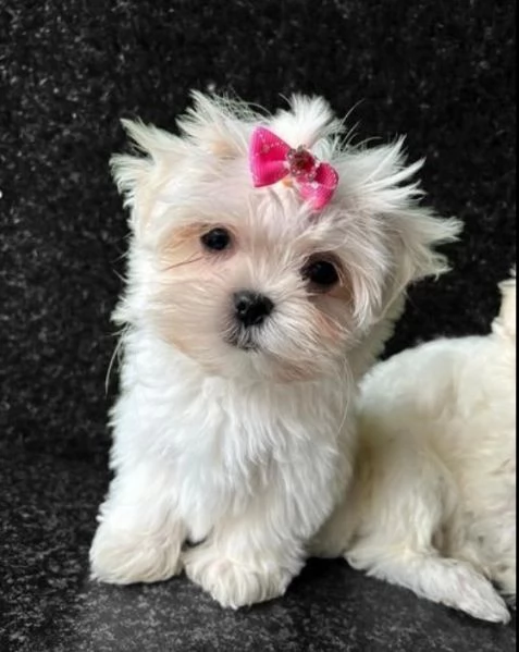 bellissimi maltese per adozione