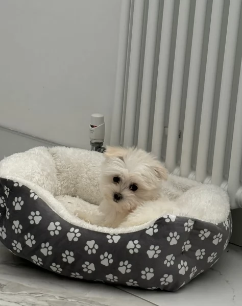 bellissimi maltese per adozione | Foto 3