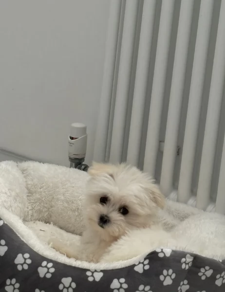 bellissimi maltese per adozione | Foto 0