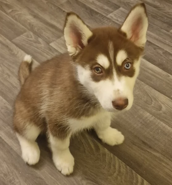 disponibili  HUSKY di razza pura per adozione