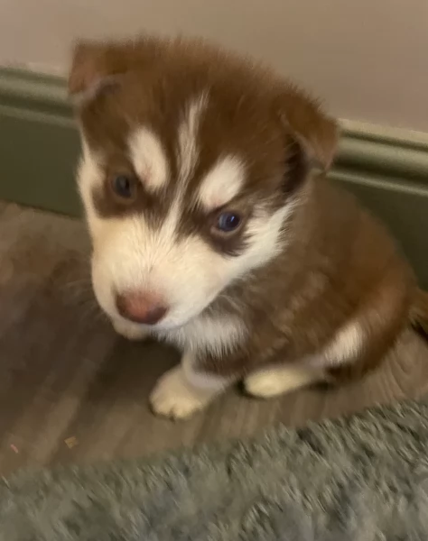 disponibili  HUSKY di razza pura per adozione | Foto 4