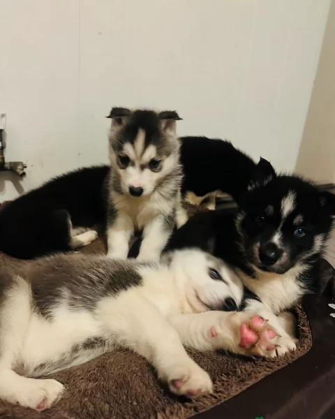 disponibili HUSKY di razza pura per adozione | Foto 4