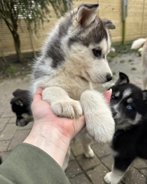disponibili HUSKY di razza pura per adozione | Foto 1