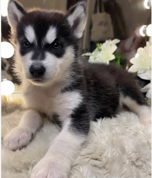 disponibili HUSKY di razza pura per adozione
