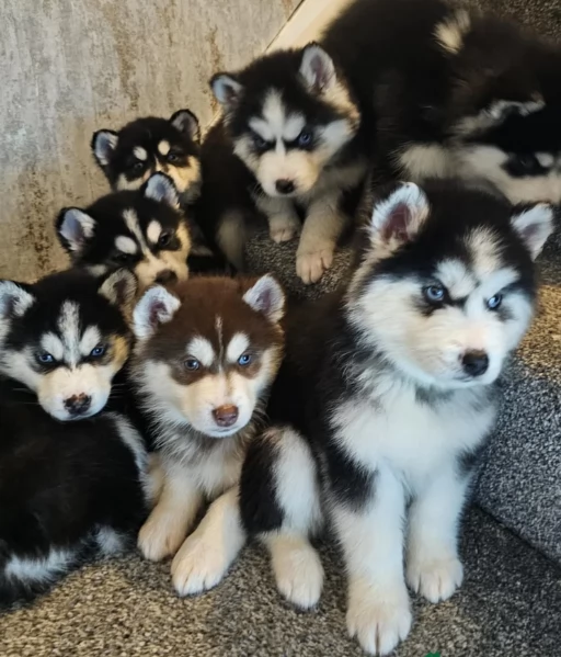 disponibili HUSKY di razza pura per adozione