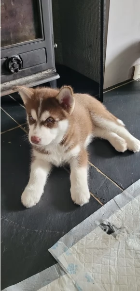 disponibili HUSKY di razza pura per adozione | Foto 3