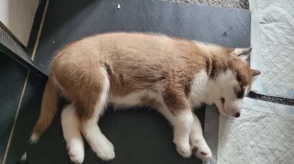 disponibili HUSKY di razza pura per adozione | Foto 2