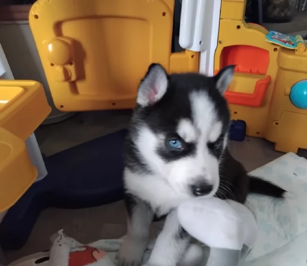 disponibili HUSKY di razza pura per adozione
