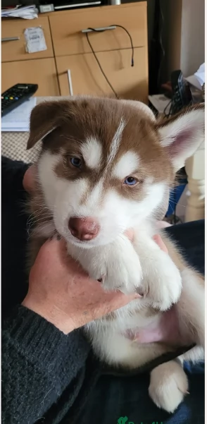 disponibili HUSKY di razza pura per adozione | Foto 0