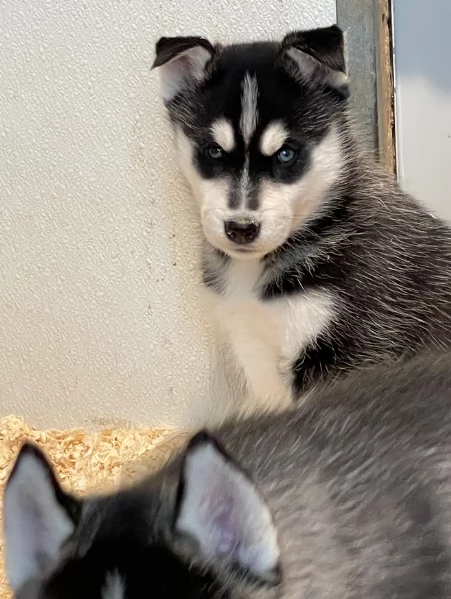 disponibili HUSKY di razza pura per adozione | Foto 4