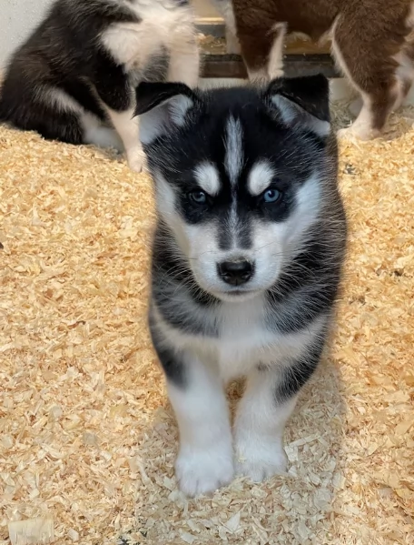 disponibili HUSKY di razza pura per adozione | Foto 2