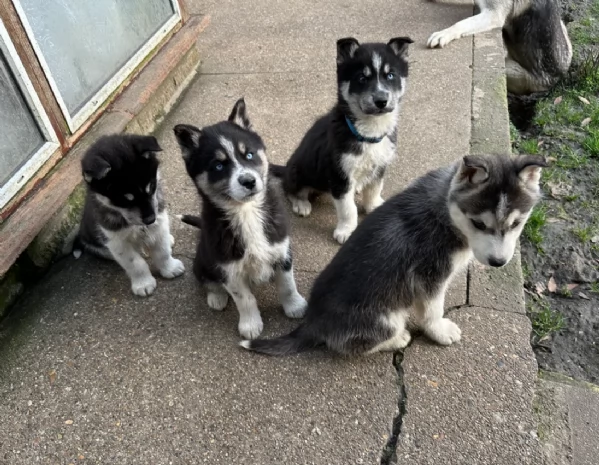 disponibili HUSKY di razza pura per adozione