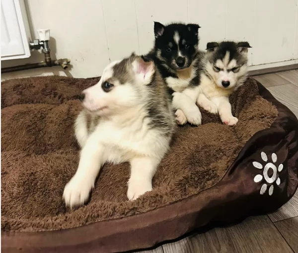 disponibili HUSKY di razza pura per adozione | Foto 0