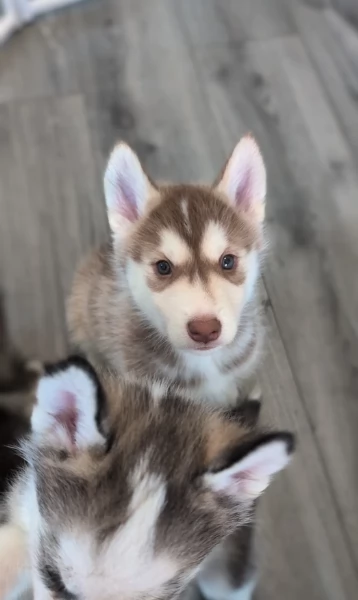 disponibili HUSKY di razza pura per adozione | Foto 2
