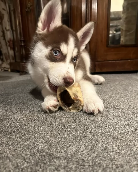 disponibili HUSKY di razza pura per adozione
