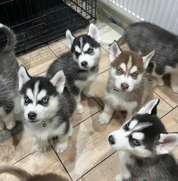 disponibili HUSKY di razza pura per adozione | Foto 0