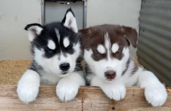 disponibili HUSKY di razza pura per adozione | Foto 1