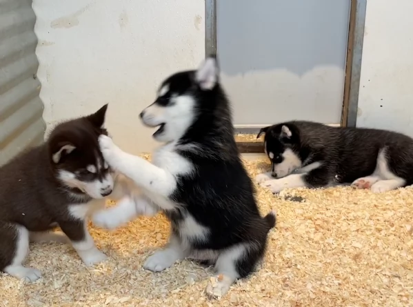 disponibili HUSKY di razza pura per adozione