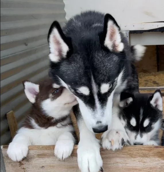 disponibili HUSKY di razza pura per adozione | Foto 0