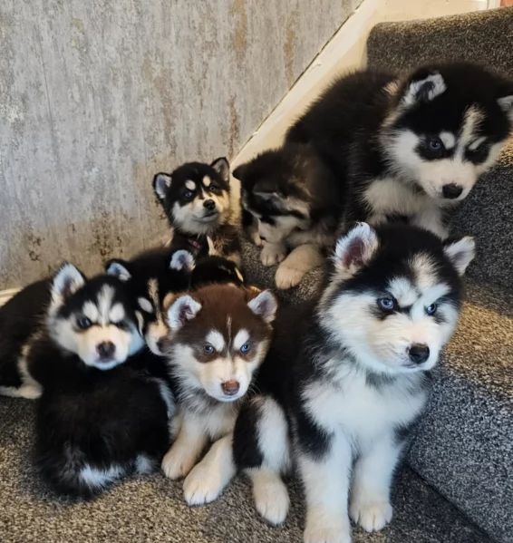 disponibili HUSKY di razza pura per adozione | Foto 0
