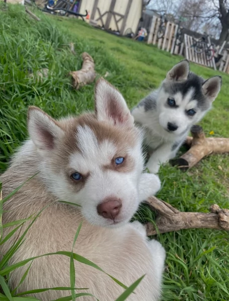 disponibili HUSKY di razza pura per adozione | Foto 3