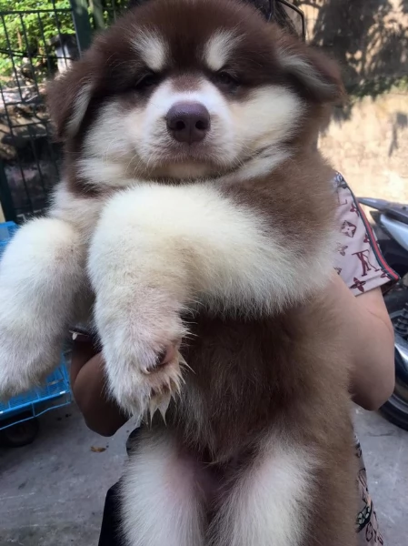 disponibili HUSKY di razza pura per adozione | Foto 2