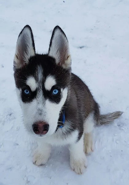 disponibili HUSKY di razza pura per adozione | Foto 0