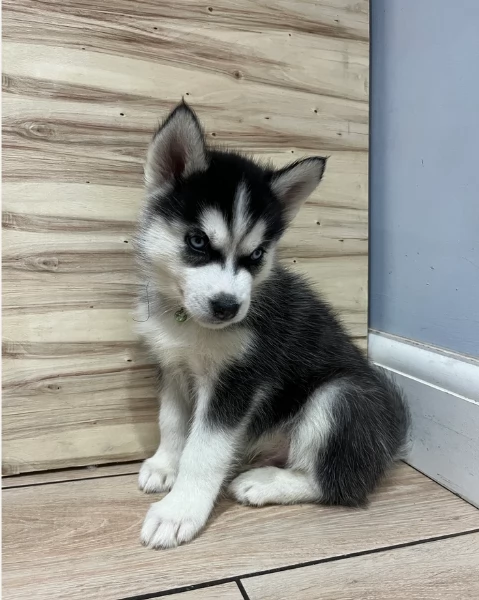 disponibili HUSKY di razza pura per adozione | Foto 4