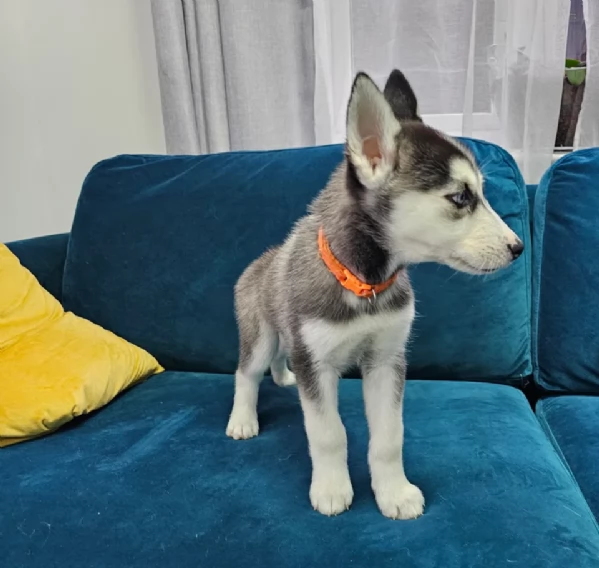 disponibili HUSKY di razza pura per adozione | Foto 3