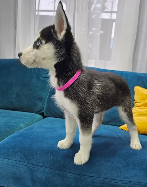 disponibili HUSKY di razza pura per adozione | Foto 2