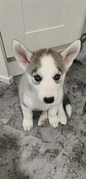 disponibili HUSKY di razza pura per adozione | Foto 1