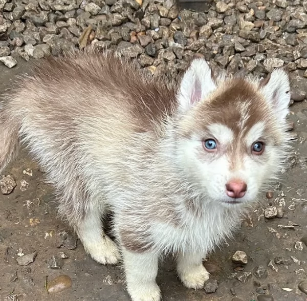 disponibili HUSKY di razza pura per adozione | Foto 0