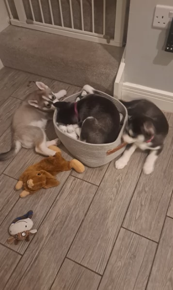 disponibili HUSKY di razza pura per adozione | Foto 3