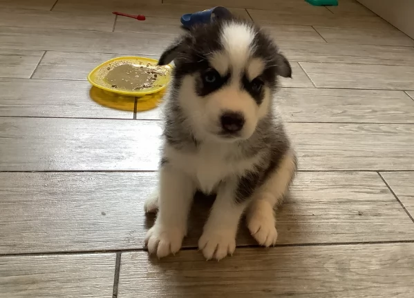 disponibili HUSKY di razza pura per adozione