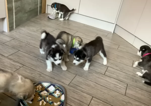 disponibili HUSKY di razza pura per adozione | Foto 2
