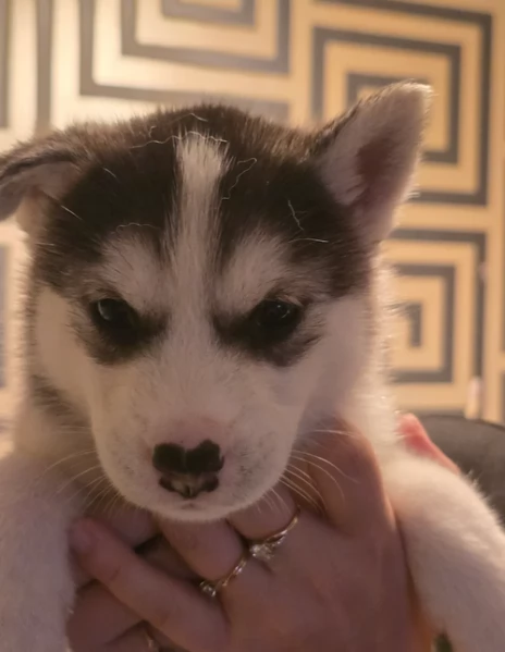 disponibili HUSKY di razza pura per adozione | Foto 0