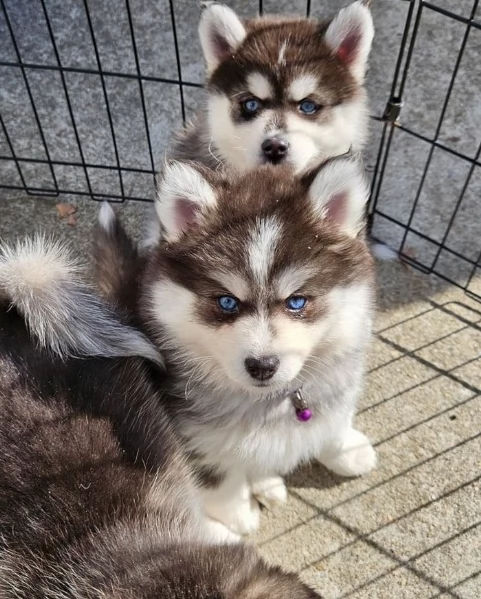 disponibili HUSKY di razza pura per adozione | Foto 6