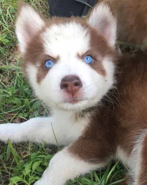 disponibili HUSKY di razza pura per adozione | Foto 5