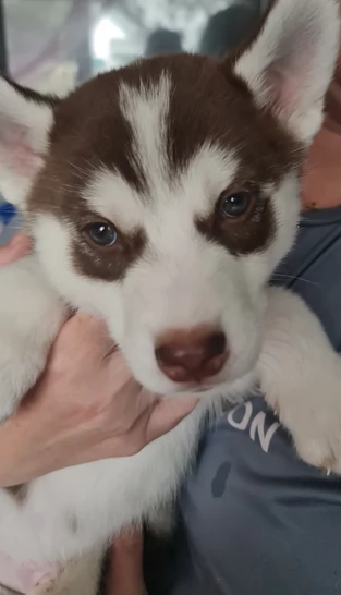 disponibili HUSKY di razza pura per adozione