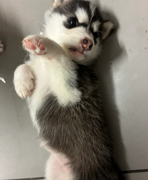 disponibili HUSKY di razza pura per adozione | Foto 4