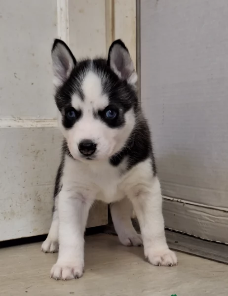 disponibili HUSKY di razza pura per adozione | Foto 3