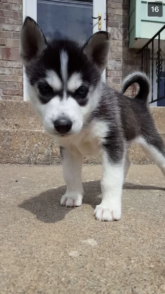 disponibili HUSKY di razza pura per adozione | Foto 2