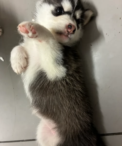 disponibili HUSKY di razza pura per adozione | Foto 1