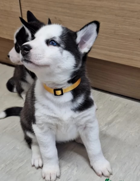 disponibili HUSKY di razza pura per adozione | Foto 0