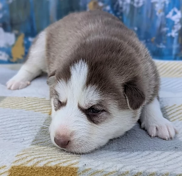 disponibili HUSKY di razza pura per adozione | Foto 4