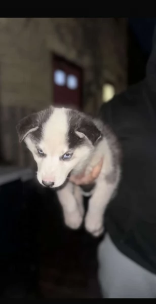 disponibili HUSKY di razza pura per adozione | Foto 3