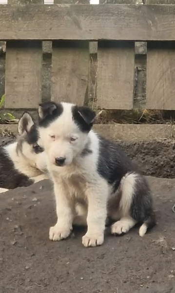 disponibili HUSKY di razza pura per adozione | Foto 2