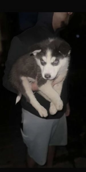 disponibili HUSKY di razza pura per adozione | Foto 1