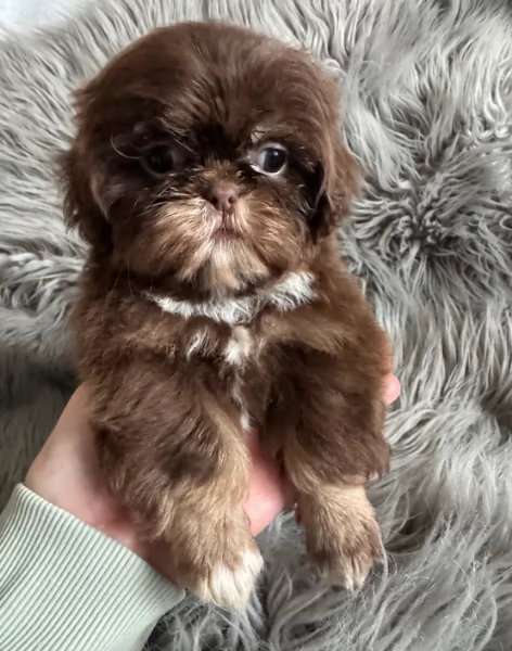 ULTIMI 3 CUCCIOLI IMPERIAL SHIH TZUper adozione | Foto 3